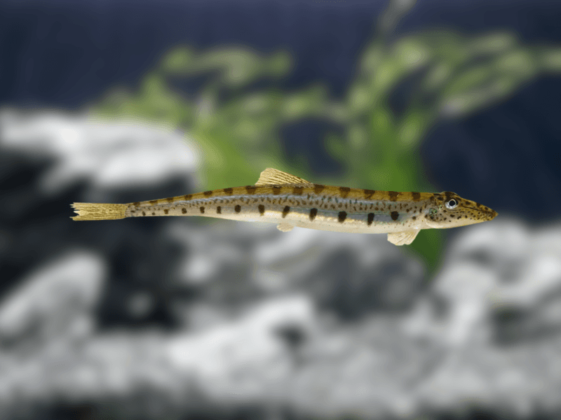 Image of Acanthopsis choirorhynchos Image of Acanthopsis choirorhynchos