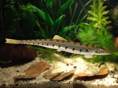 Acanthopsis choirorhynchus Acanthopsis choirorhynchus