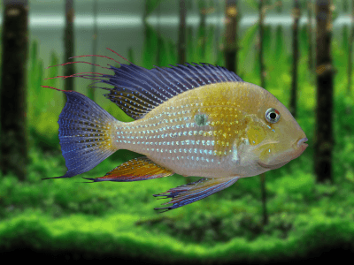 Acarichthys heckelii Acarichthys heckelii