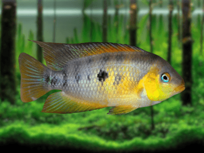 Amatitlania myrnae Amatitlania myrnae