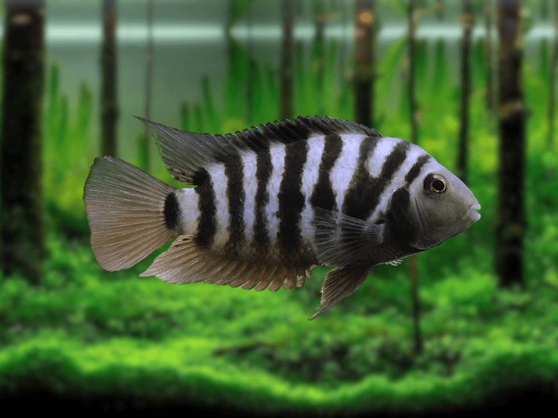 Image of Amatitlania nigrofasciata Image of Amatitlania nigrofasciata