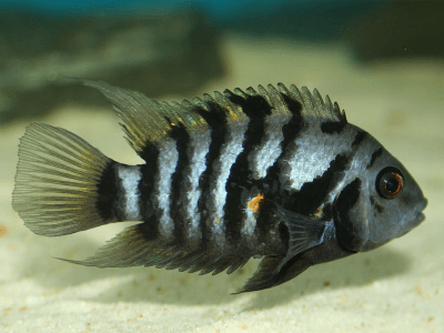 Amatitlania nigrofasiata Amatitlania nigrofasiata