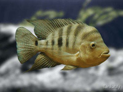 Amphilophus citrinellus Amphilophus citrinellus