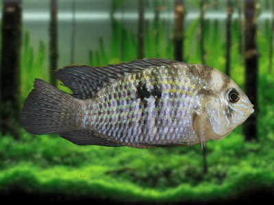 Andinoacara pulcher Andinoacara pulcher