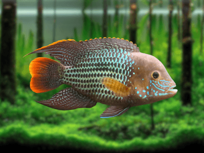 Andinoacara rivulatus Andinoacara rivulatus