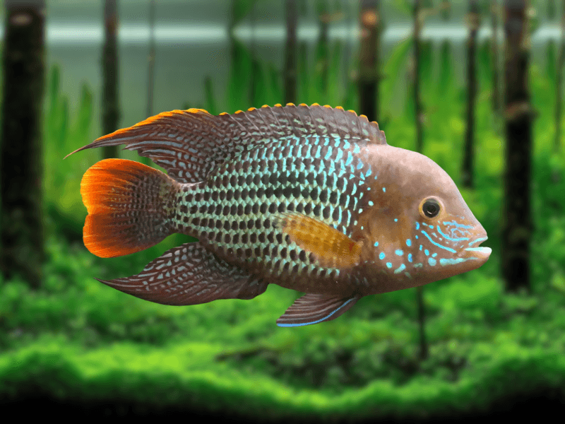 Image of Andinoacara rivulatus Image of Andinoacara rivulatus