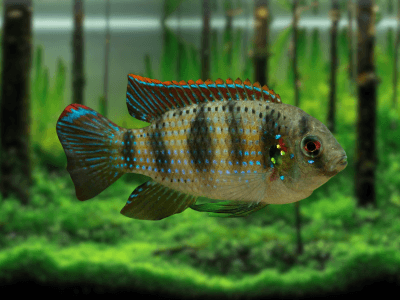 Anomalochromis thomasi Anomalochromis thomasi