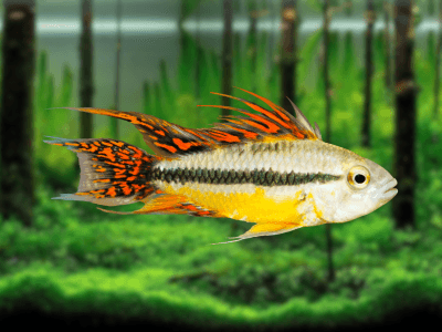 Apistogramma cacatuoides Apistogramma cacatuoides