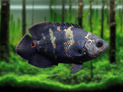 Astronotus ocellatus Astronotus ocellatus