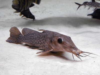 Auchenoglanis occidentale Auchenoglanis occidentale