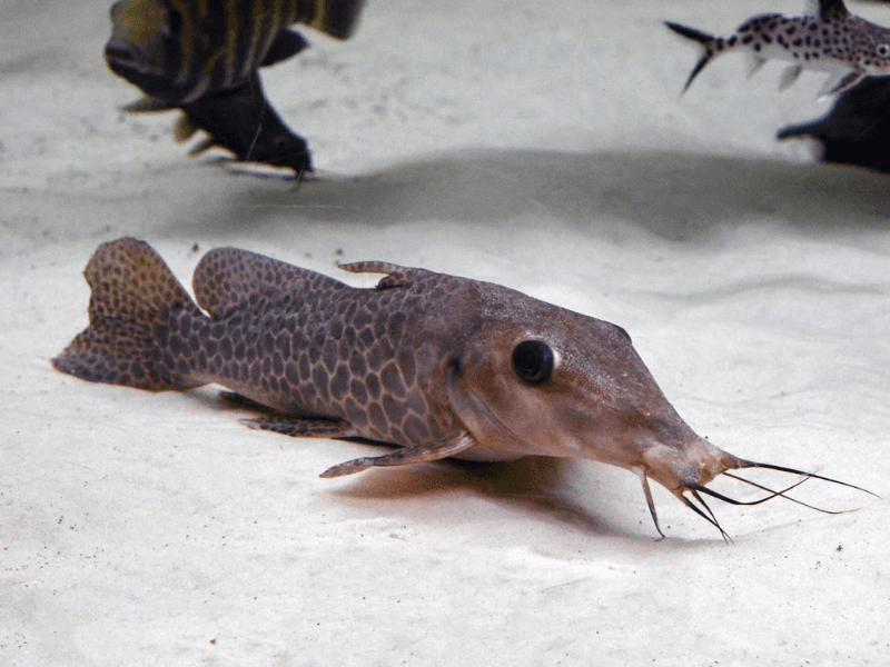 Image of Auchenoglanis occidentalis Image of Auchenoglanis occidentalis