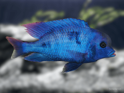 Cyrtocara moorii Cyrtocara moorii