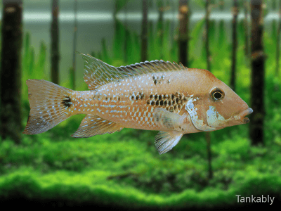 Geophagus steindachneri Geophagus steindachneri