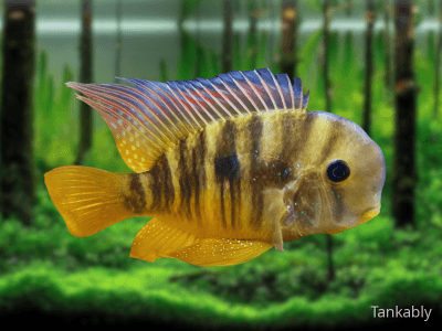 Gymnogeophagus balzanii Gymnogeophagus balzanii