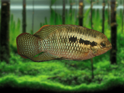 Laetacara dorsigera Laetacara dorsigera