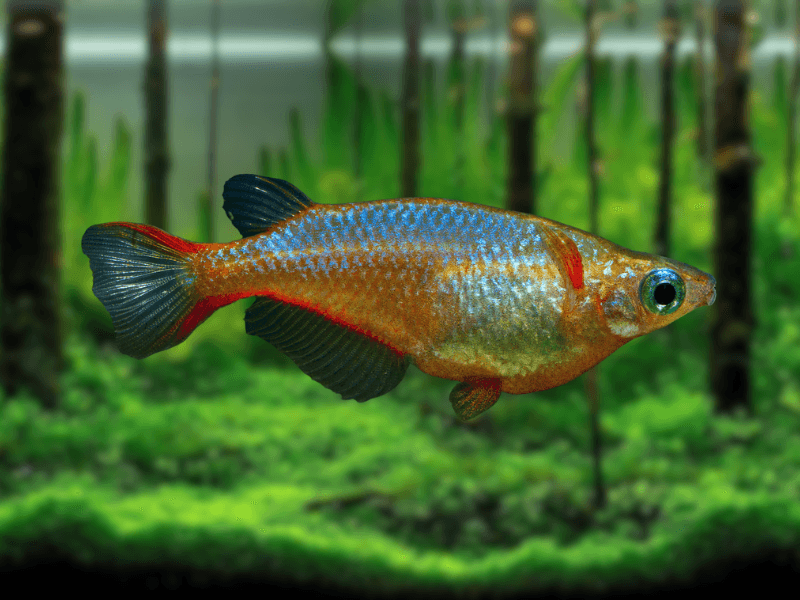 Image of Oryzias woworae Image of Oryzias woworae