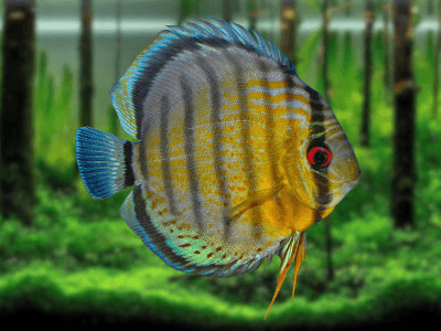 Symphysodon aequifasciatus Symphysodon aequifasciatus