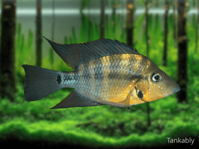 Thorichthys passionis Thorichthys passionis